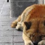 Cease killing stray animals