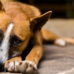 A Person Abused His Dog and Killed His Cat. Why Is He Still Allowed to Personal Animals?