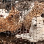 Stop the Yulin Dog Meat Festival!