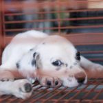 Ban the sale of pet mill canines at pet shops to finish this merciless business for good.