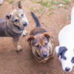 Turkey’s New “Murder Laws” May Kill 1000’s of Stray Canines