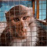 Save Monkeys from Merciless Pet Commerce
